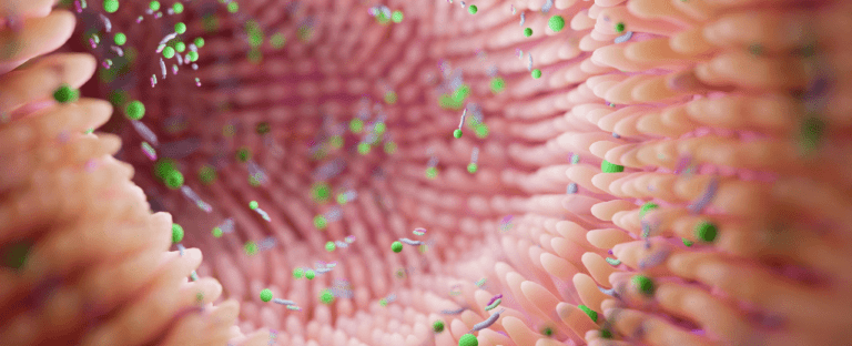 villosité de la muqueuse avec des bactéries illustrant le microbiote vaginal